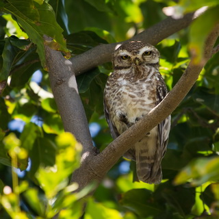 Keoladeo - Spotted owlet